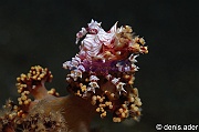 Hoplophrys oatesii Dendronephthya-sp-Komodo Rino-19m-20160807-Denis-ADER-DSC_0708_tn